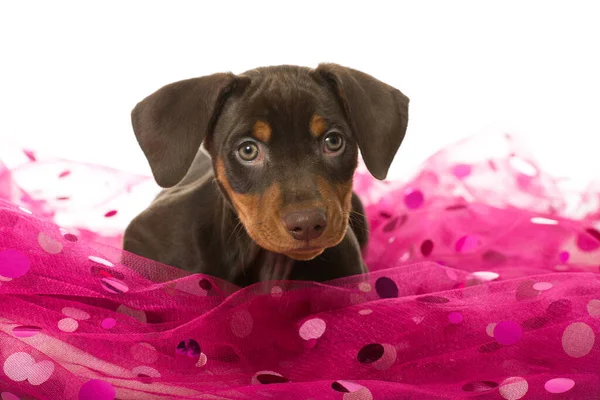 Pinscher Puppy Een Roze Deken — Stockfoto