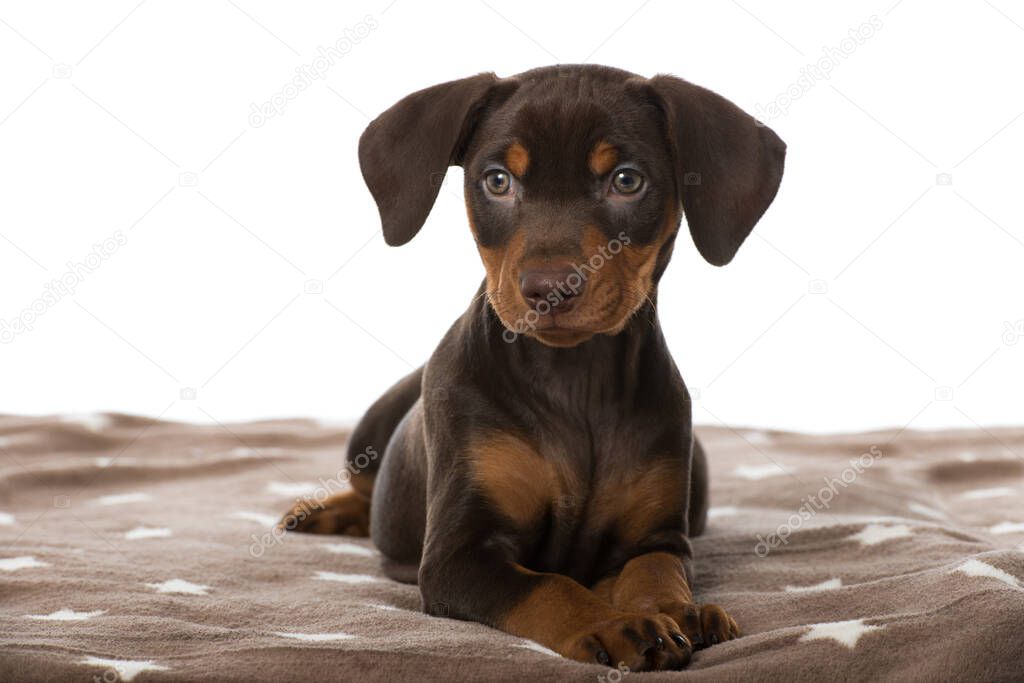 Pinscher puppy on a blanket