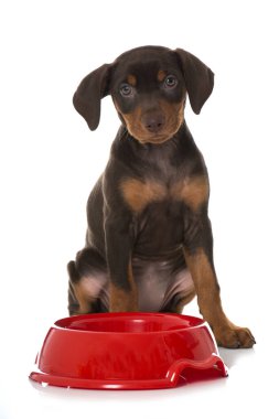 Beyaza izole edilmiş yemek kaseli Pinscher yavrusu.