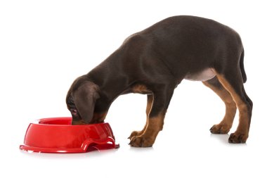 Beyaza izole edilmiş yemek kaseli Pinscher yavrusu.