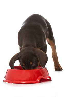 Beyaza izole edilmiş yemek kaseli Pinscher yavrusu.