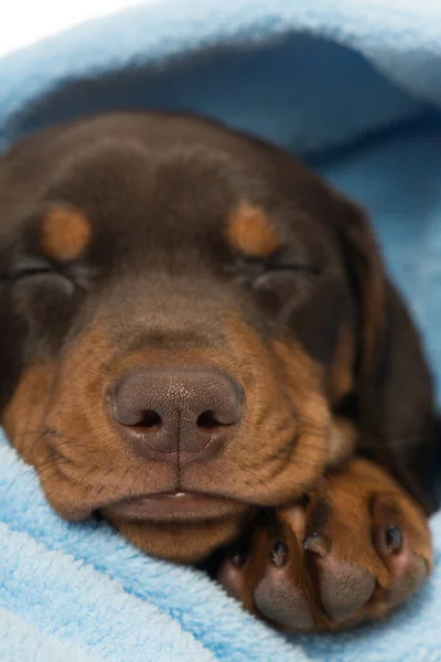 Pinscher Puppy Sleeping Blanket — Stock Photo, Image