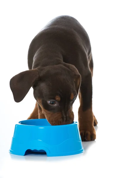 Pinscher Puppy Food Bowl Isolated White — Stock Photo, Image