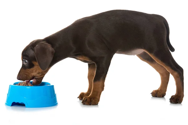 ピンチャー子犬ともに食べ物ボウルは白 — ストック写真