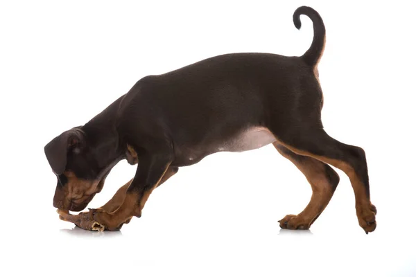 Pinscher Cachorro Con Hueso Aislado Blanco — Foto de Stock