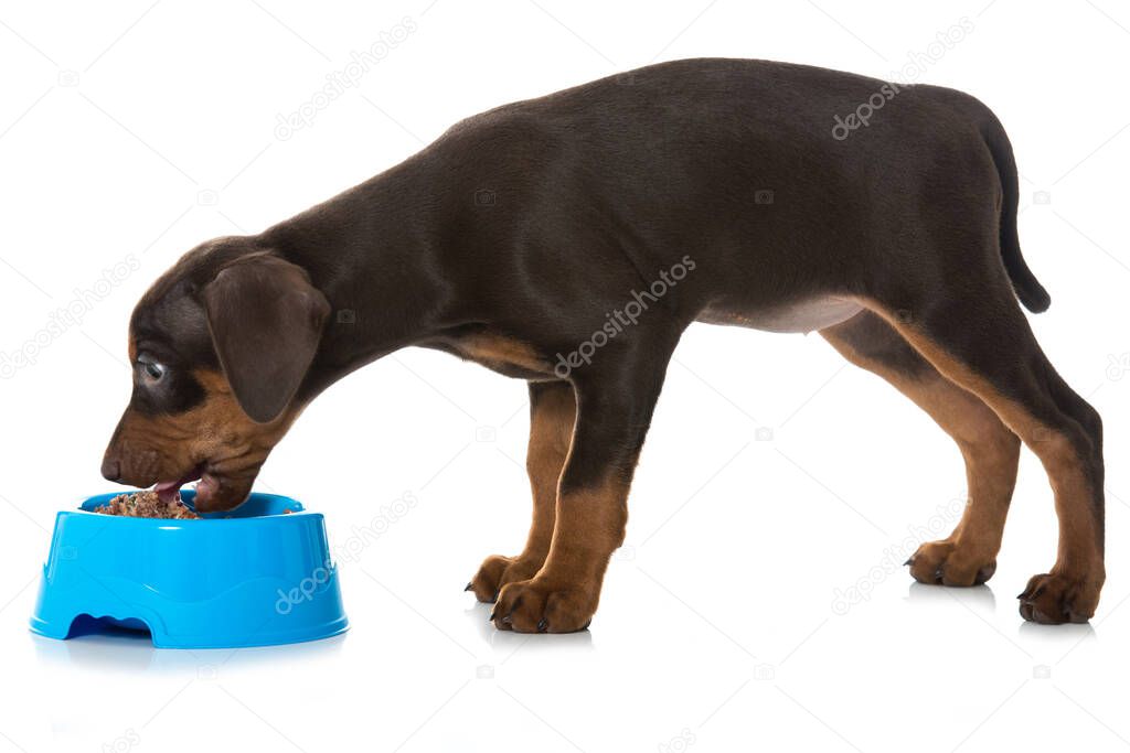 Pinscher puppy with food bowl isolated on white