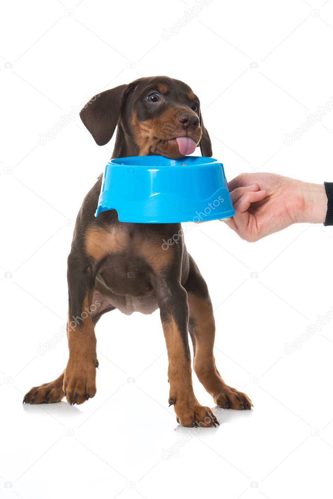 Pinscher puppy with food bowl isolated on white