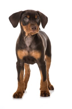 Pinscher yavrusu beyazda izole edilmiş.