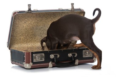 Çantalı Pinscher köpeği.