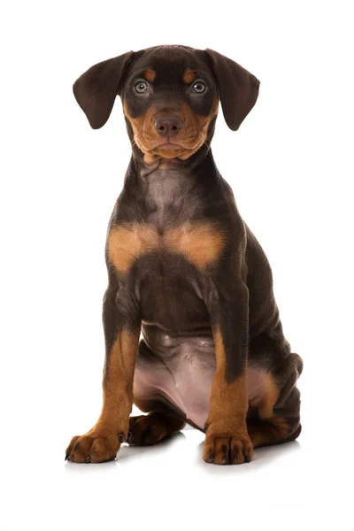 Pinscher Valp Isolerad Vit — Stockfoto