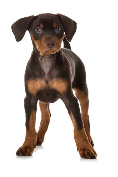 Pinscher Puppy Isolated White — Stock Photo, Image