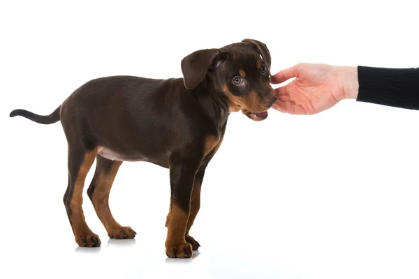 Pinscher Puppy Isolated White — Stock Photo, Image