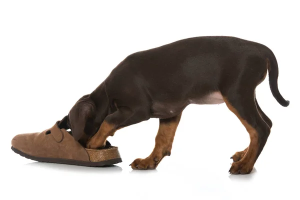 靴でピンチャー子犬 — ストック写真