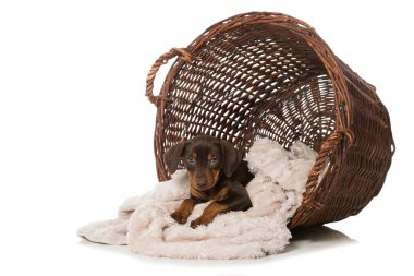 Pinscher yavrusu büyük bir sepette yatıyor.