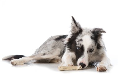 Genç sınır köpeği beyazda izole edilmiş.