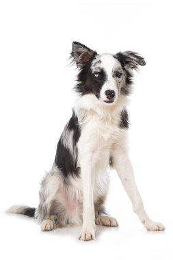 Genç sınır köpeği beyazda izole edilmiş.