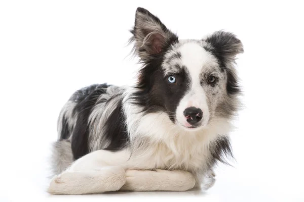 Młody Pies Collie Granicy Izolowane Białym — Zdjęcie stockowe
