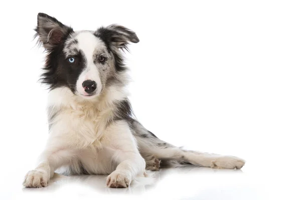 Genç Sınır Köpeği Beyazda Izole Edilmiş — Stok fotoğraf