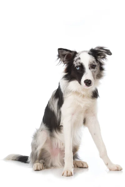 Młody Pies Collie Granicy Izolowane Białym — Zdjęcie stockowe