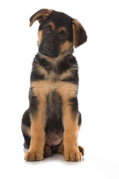 German Shepherd Puppy Isolated White — Stock Photo, Image