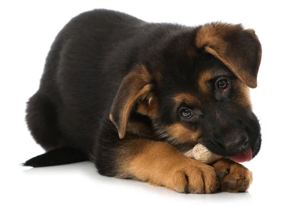 German Shepherd Puppy Bone Isolated White — Stock Photo, Image