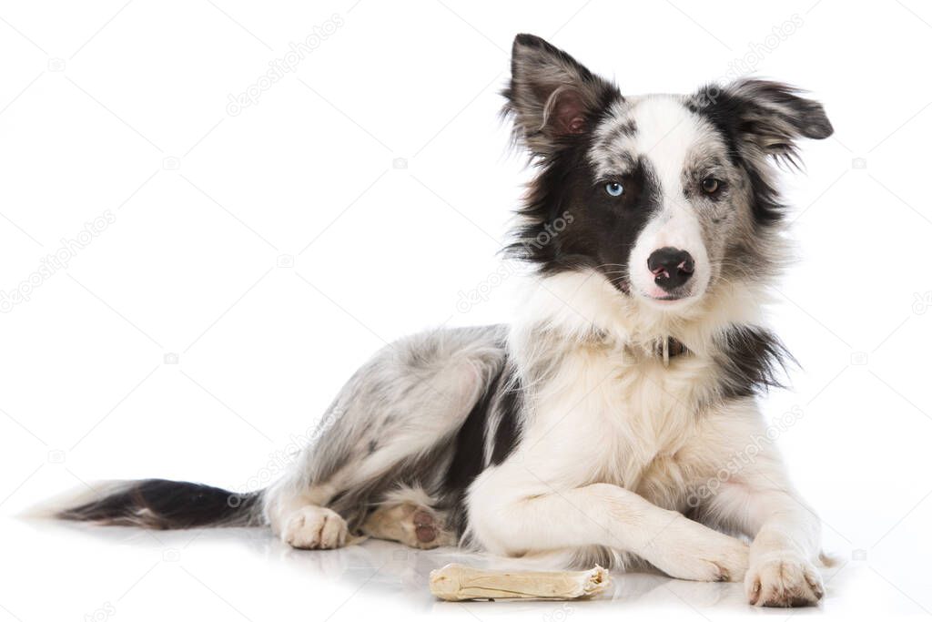 Young border collie dog isolated on white