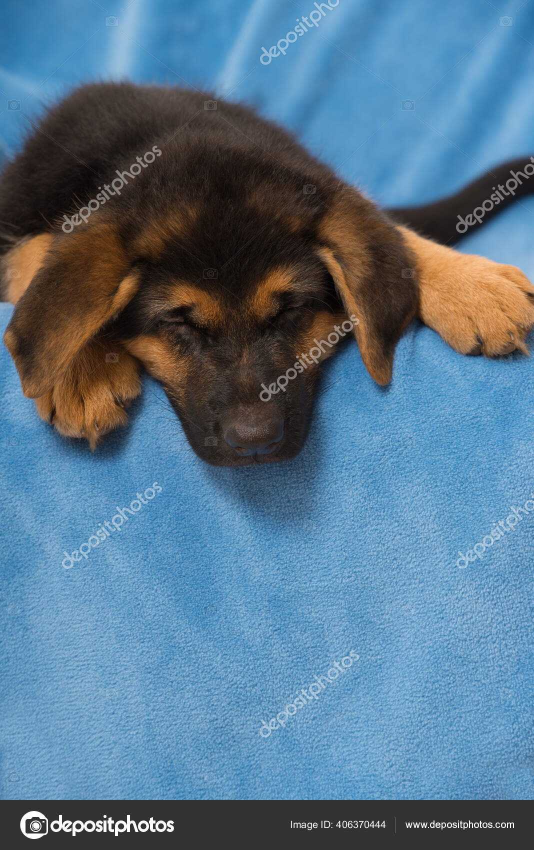 German online shepherd puppy sleeping