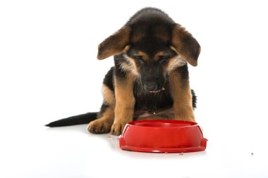 Alman çoban köpeği su kaseli.