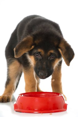 Alman çoban köpeği su kaseli.