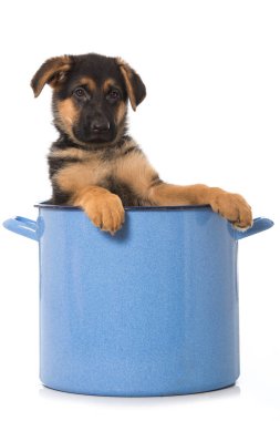 Alman çoban köpeği tencerede yalnız başına oturuyor.