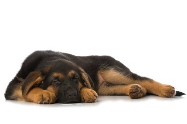 Alman çoban köpeği beyazı üzerinde yalnız uyuyor.