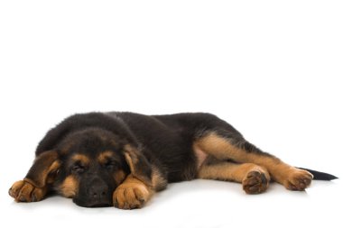 Alman çoban köpeği beyazı üzerinde yalnız uyuyor.