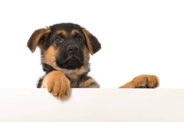 Duitse Herder Puppy Kijkt Een Muur — Stockfoto