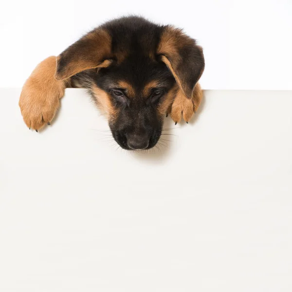 German Shepherd Puppy Looking Wall — Stock Photo, Image