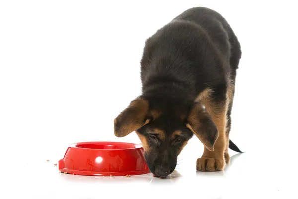 German Shepherd Puppy Water Bowl — Stock Photo, Image