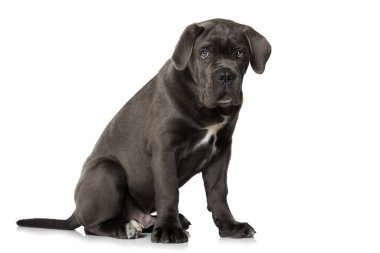 Cane corso köpek yavrusu beyazda izole edilmiş