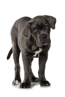 Cane corso köpek yavrusu beyazda izole edilmiş