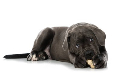 Kemiği beyaza ayrılmış kadife bir köpek yavrusu.