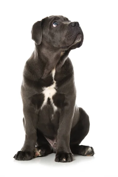 Cane Corso Cachorro Aislado Blanco —  Fotos de Stock