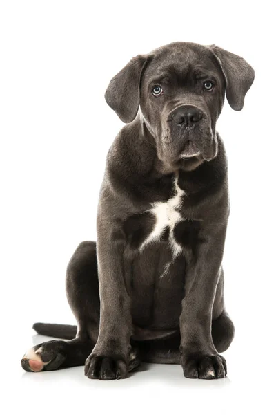 Cane Corso Puppy Geïsoleerd Wit — Stockfoto