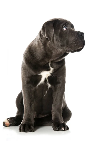 Cane Corso Puppy Geïsoleerd Wit — Stockfoto
