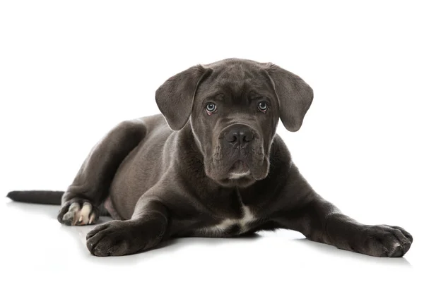 Cane Corso Cachorro Aislado Blanco —  Fotos de Stock