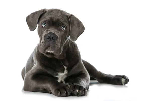 Cane Corso Cachorro Aislado Blanco —  Fotos de Stock