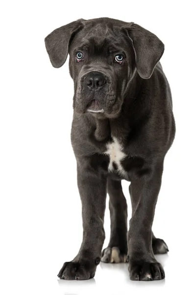 Canne Corso Chiot Isolé Sur Blanc — Photo