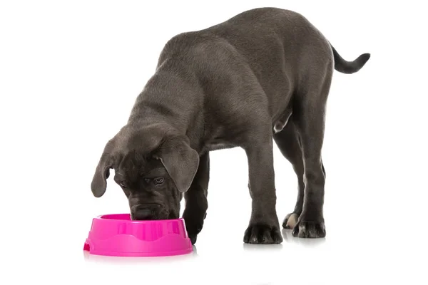 Cane Corso Cachorro Con Plato Aislado Blanco — Foto de Stock