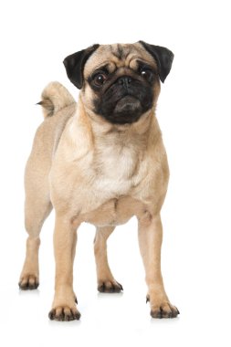 Pug beyaz arkaplanda izole edildi
