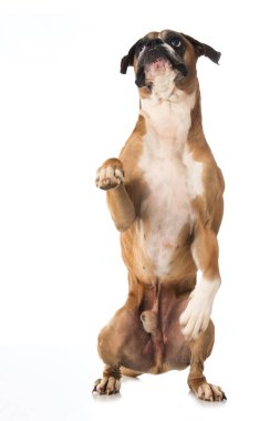 Boksör köpeği beyazda izole edilmiş
