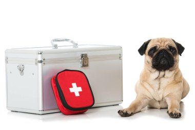 İlk yardım çantalı pug.