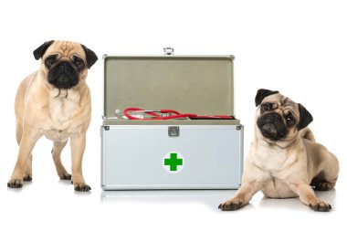 İlk yardım çantalı pug.