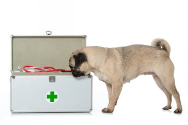 İlk yardım çantalı pug.